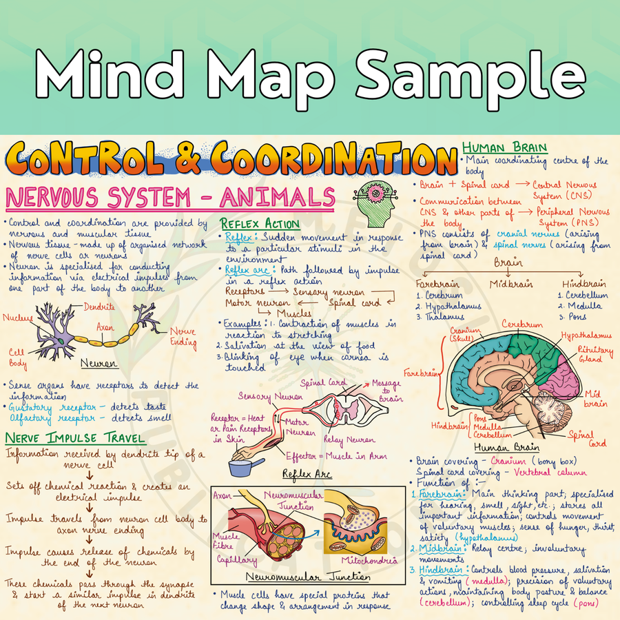 Complete CBSE Class 10 Mind Maps | Science + Mathematics + Social Science | Meiosis Publications