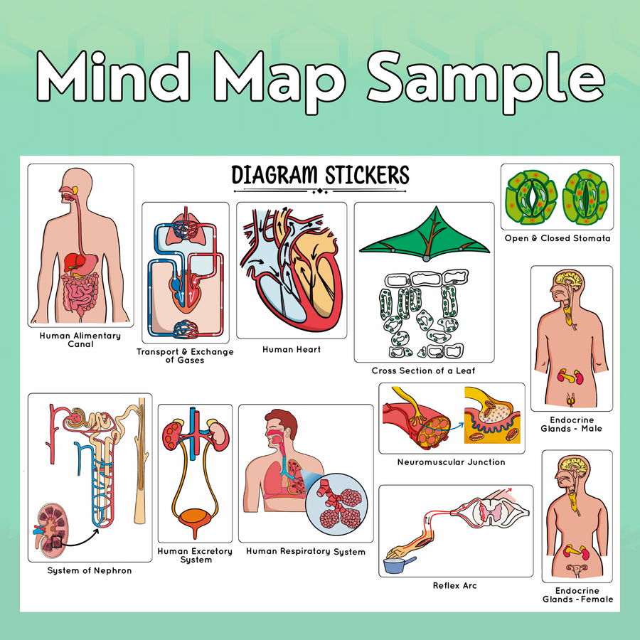 Mind Maps for Class 10 – Science | CBSE | Meiosis Publications