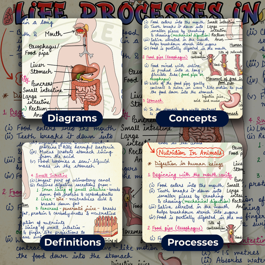 Mind Maps for Class 7 – Science | CBSE | Meiosis Publications