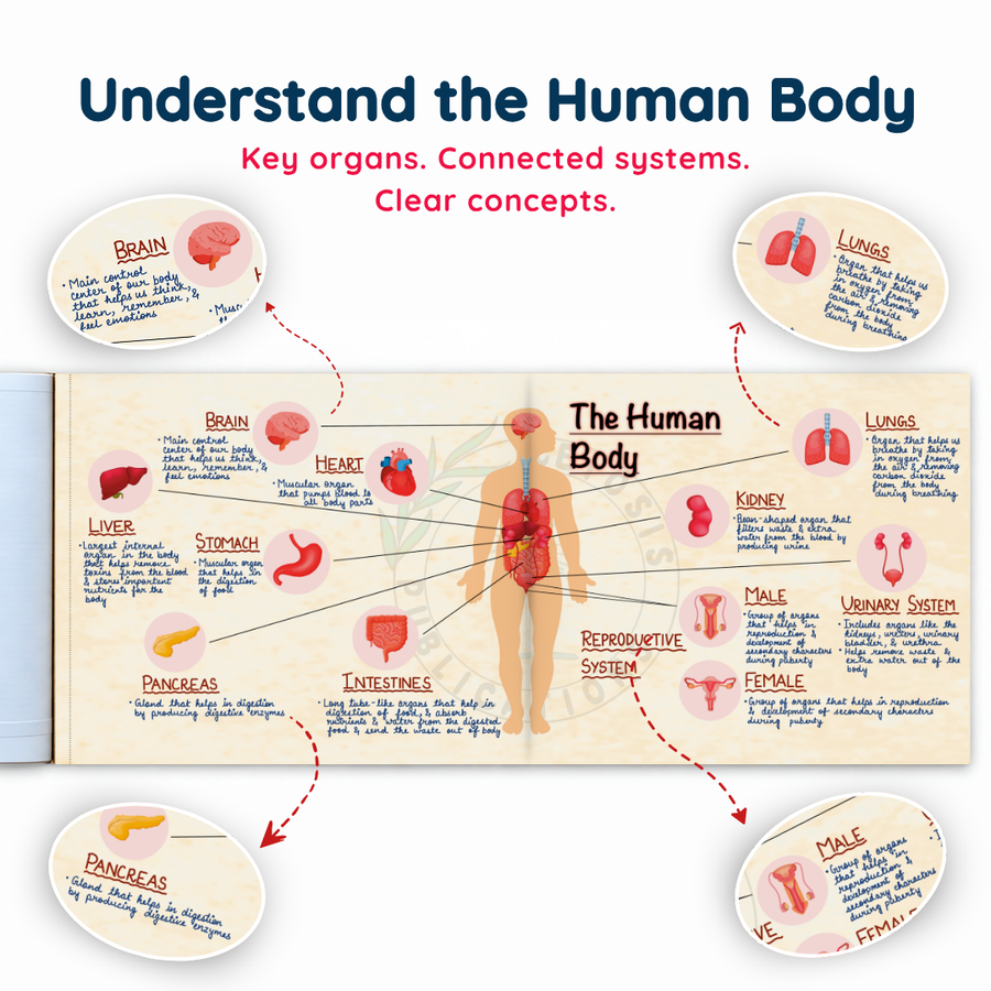 Complete CBSE Class 7 Mind Maps | Science + Mathematics + Social Science (Part 1 & 2) | Meiosis Publications