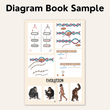 NEET UG Diagram Book for Biology | Class 12 | Meiosis Publications