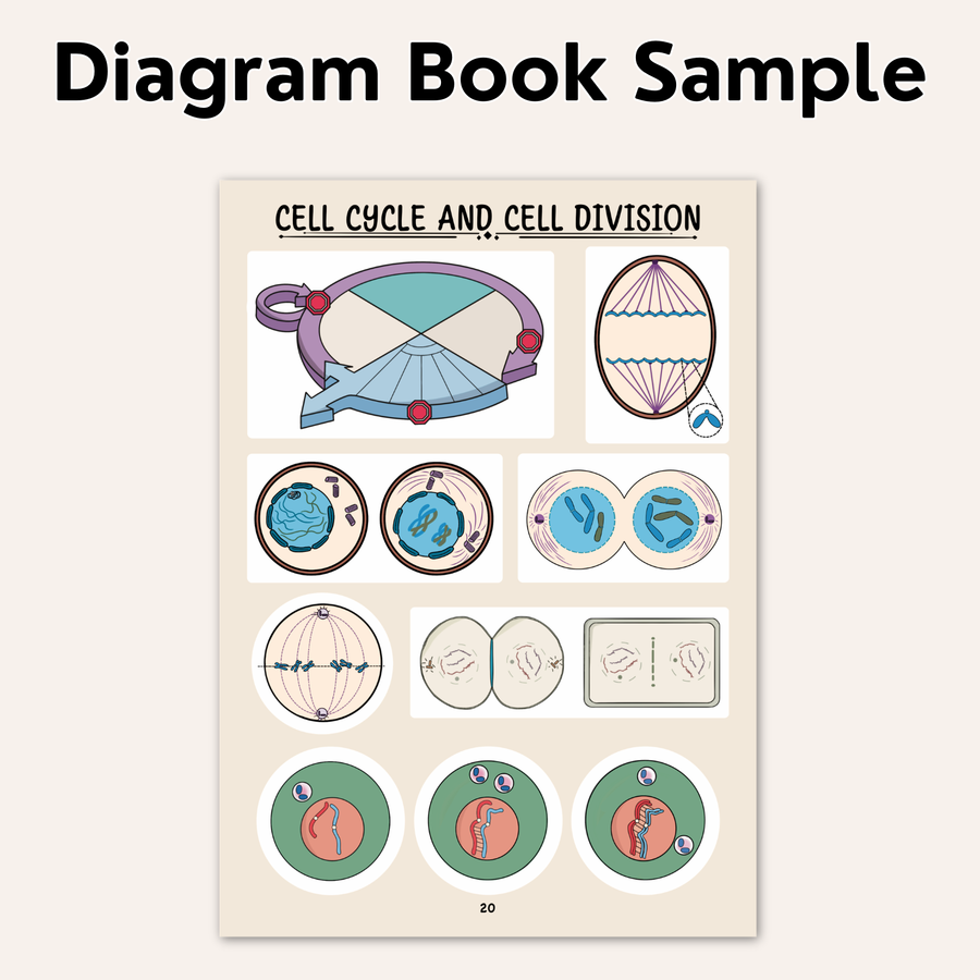 NEET UG Diagram Book for Biology | Class 11 | Meiosis Publications