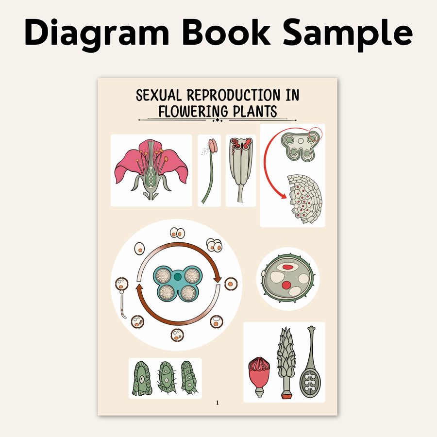 NEET UG Diagram Book for Biology | Class 12 | Meiosis Publications