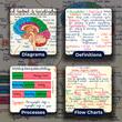 NEET UG Mind Maps for Biology | Class 11 | Meiosis Publications