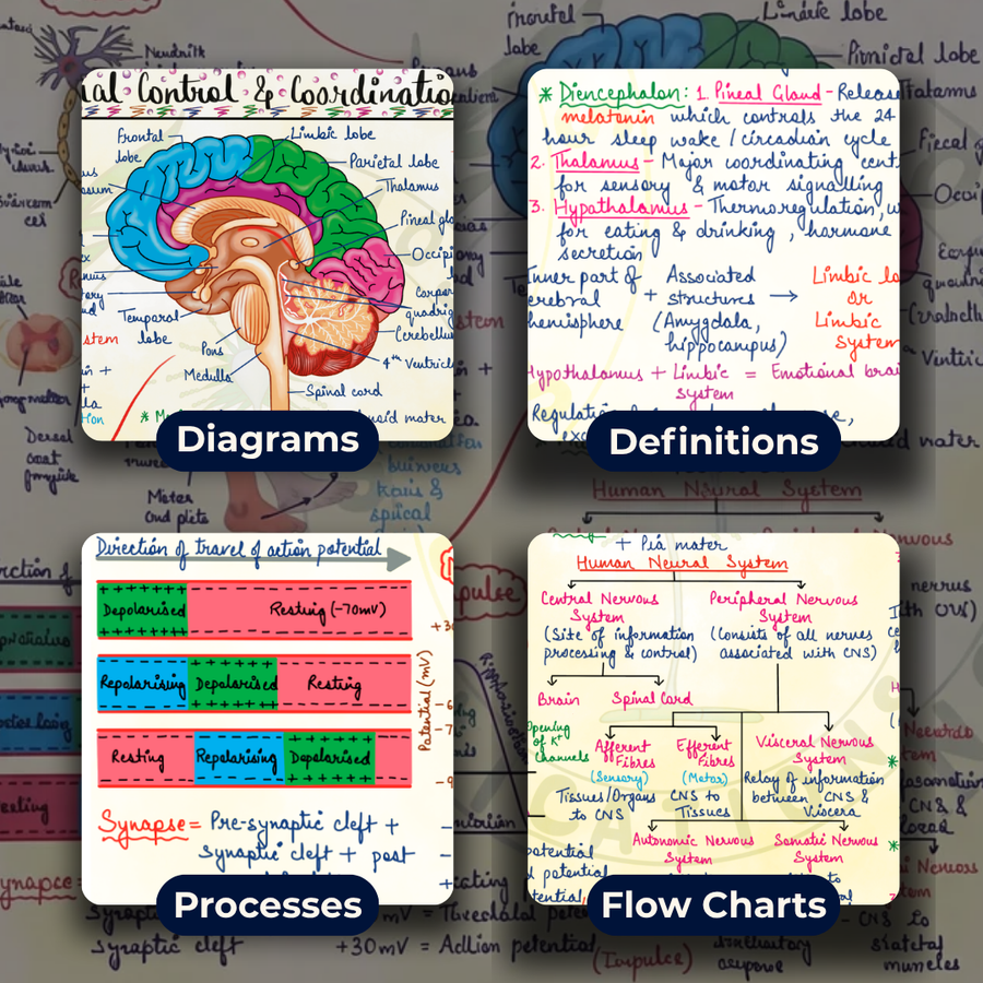 NEET UG Mind Maps for Biology | Class 11 | Meiosis Publications