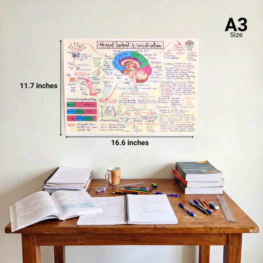 NEET UG Mind Maps for Biology | Class 11 | Meiosis Publications